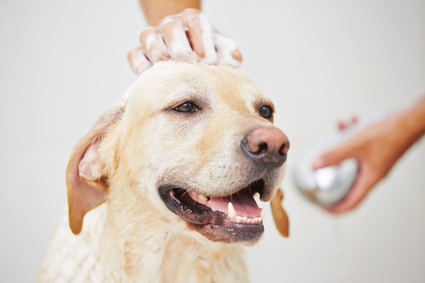 splash dog toiletteur digne les bains coupe